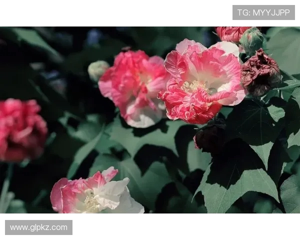 鑹鹃】搴曡柂鍔犵洘寮曠垎鑷敱甯傚満锛氫簤鍐犵悆闃熼泦浣撶柉鎶紝璋佽兘鎶㈠埌杩欎綅鍐呯嚎 鈥滄€т环姣斾箣鐜嬧€濓紵